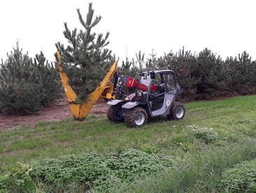 Verreiker Pinus